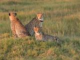 Africa 200 : Africa, Animal, Botswana, Cheetah, Chitabe, Mammal, Okavango